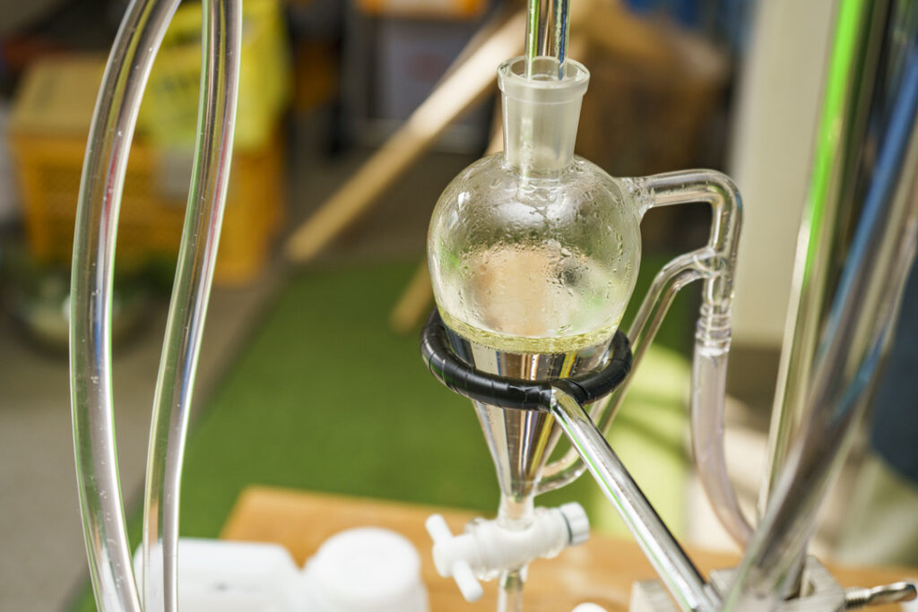 ローマンカモミール